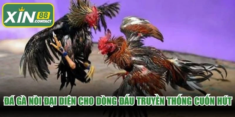 Đá gà nòi đại diện cho dòng đấu truyền thống cuốn hút nên thử