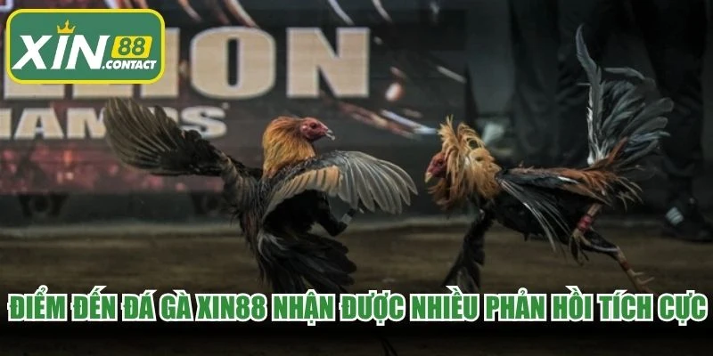 Điểm đến đá gà XIN88 nhận được nhiều phản hồi tích cực