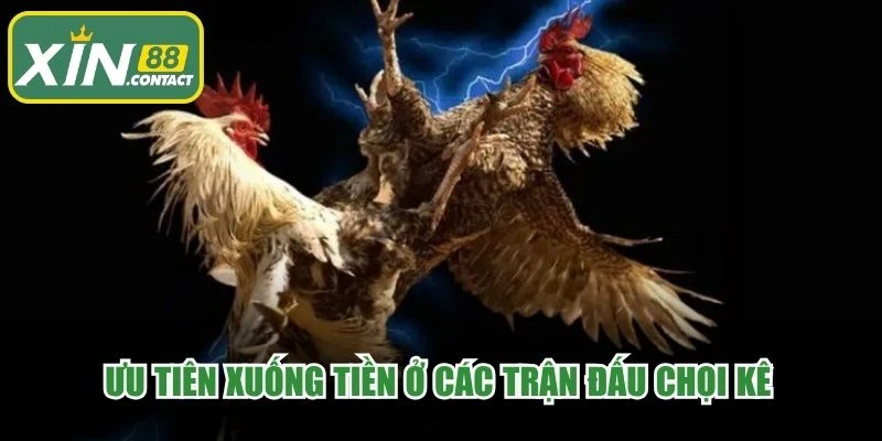 Ưu tiên xuống tiền ở các trận đấu chọi kê có đông người tham gia